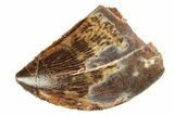 Serrated, Baby Carcharodontosaurus Tooth - Morocco #276012-1